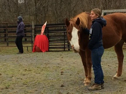 Picture of the woman next to a horse
