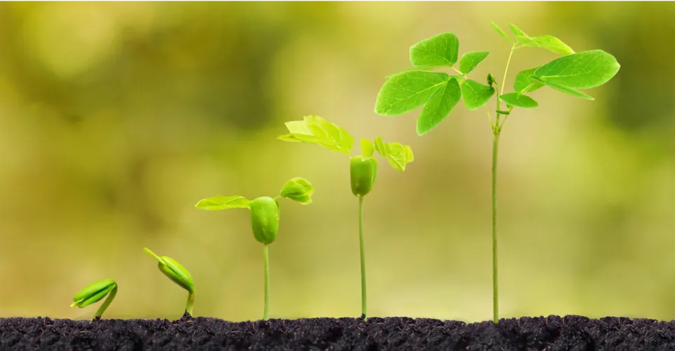 shadow healing picture of growth