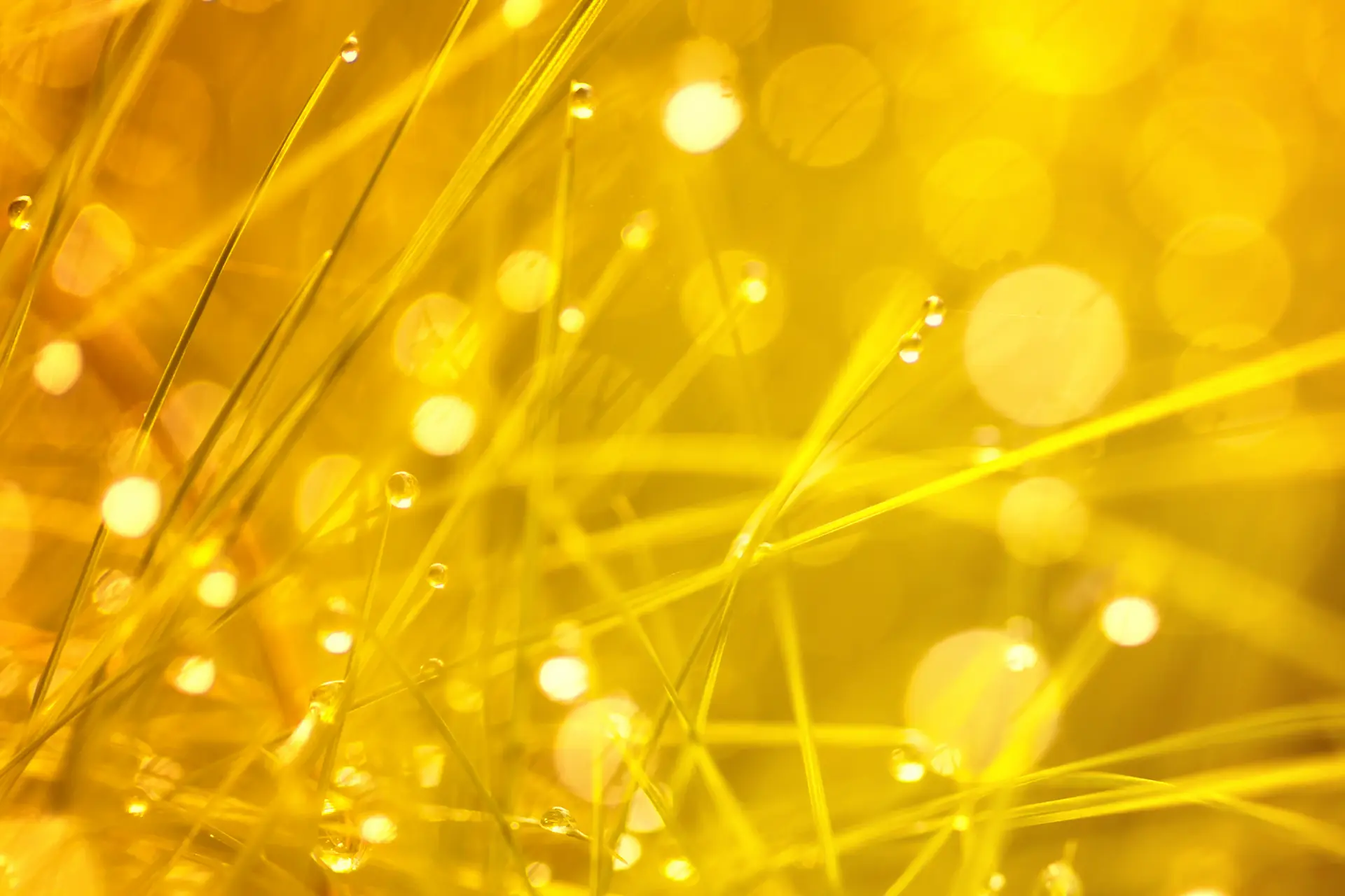 picture of grass in yellow filter